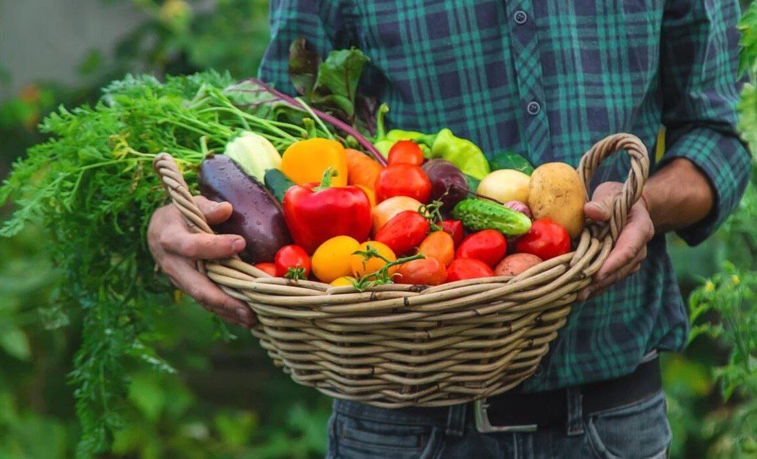 Саратовская область вышла на 1 место в ПФО по валовому сбору овощей